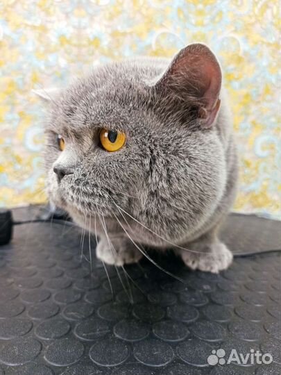 Британский кот вязка