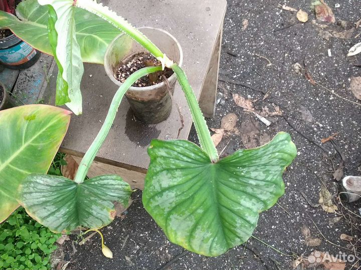 Филодендрон мамей (Philodendron Mamei)