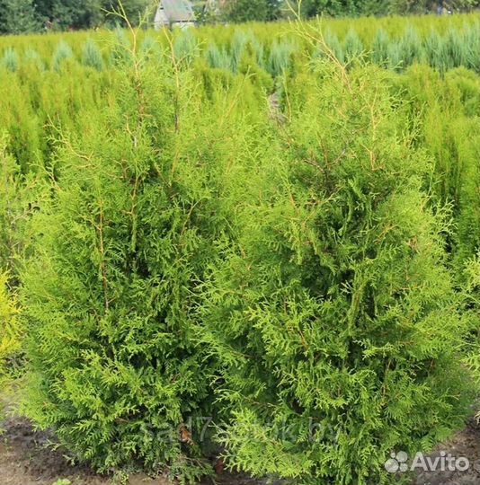 Туя брабант