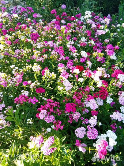 Гвоздика турецкая, Флокс майский, Вербейник