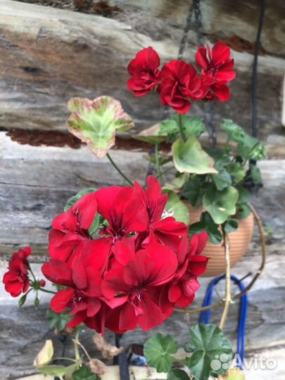 Герань пеларгония