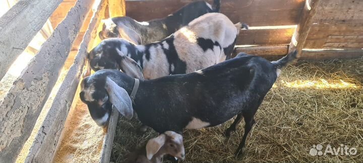 Коза дойная