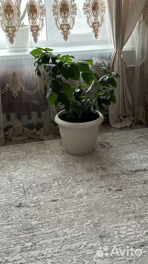 Китайская роза