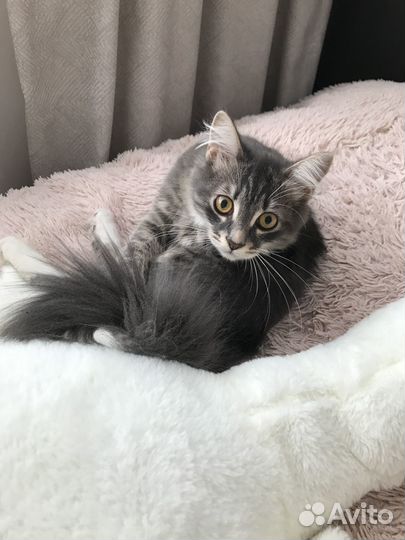 Отдаю кошку в добрые руки