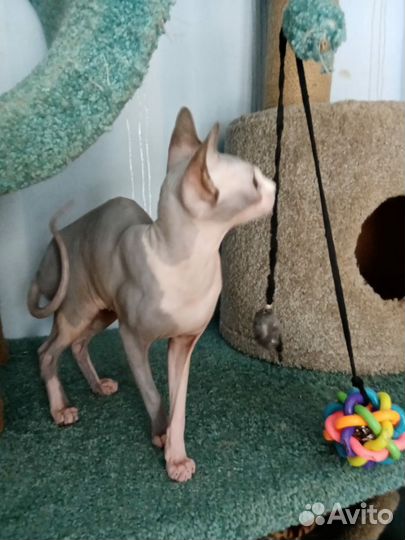 Канадский сфинкс