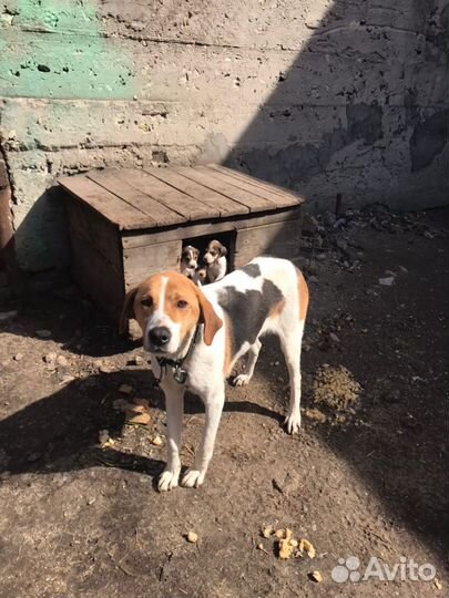 Щенки русской пегой гончей