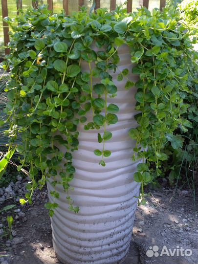 Почвопокровные растения