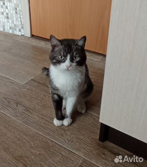 Котик подросток