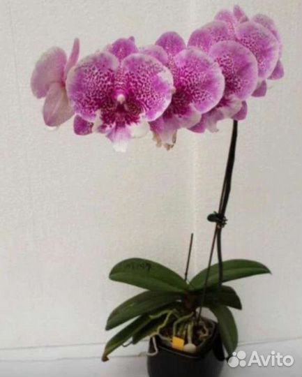 Орхидея Джамбалая