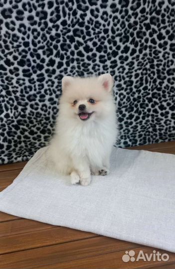 Щенки шпица