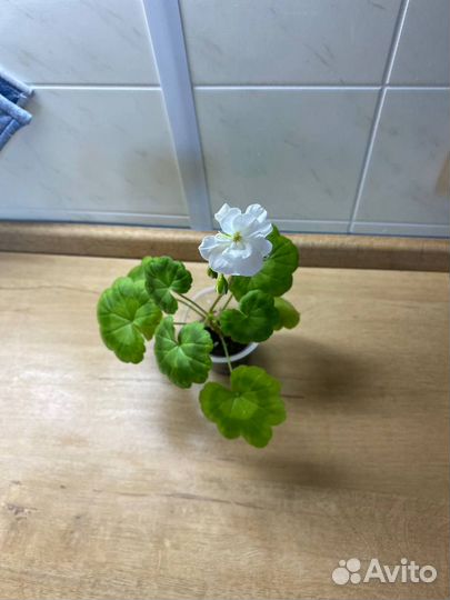 Пеларгония герань душистая