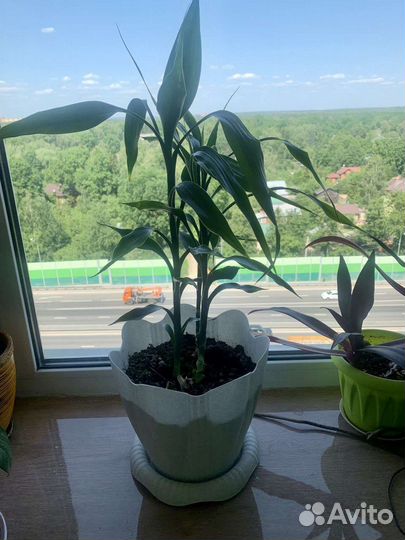 Комнатные растения