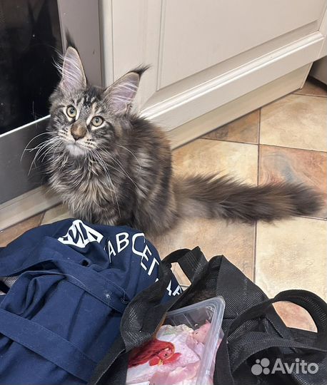 Котенок мейн кун