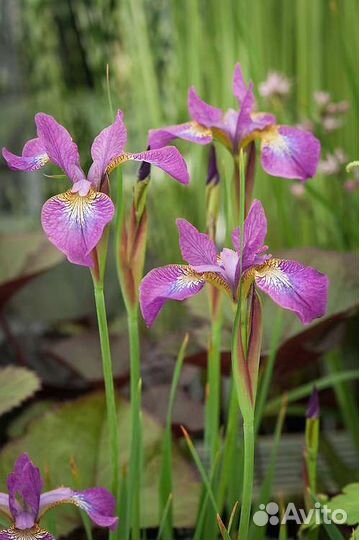 Ирис сибирский и другие многолетние цветы