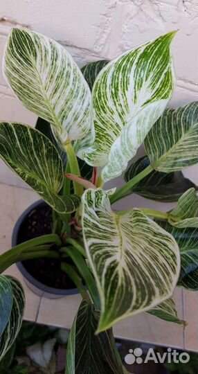 Филодендрон Биркин