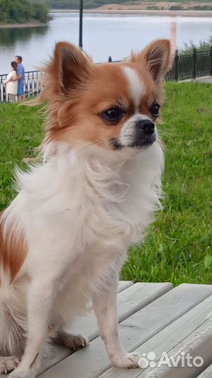 Чихуахуа мини