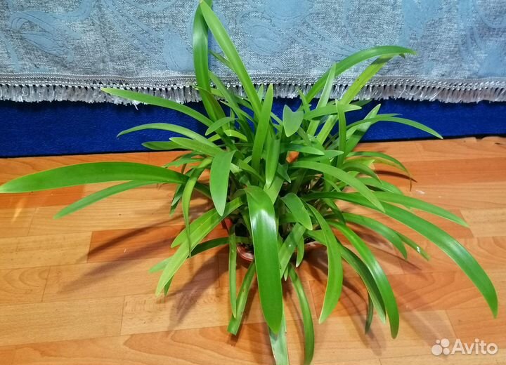 Декабрист,алоэ,каланхоэ,кактусы,гиппеаструм и др