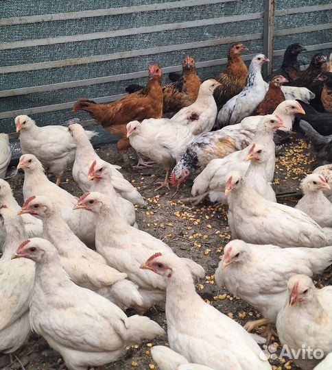 Куры молодки
