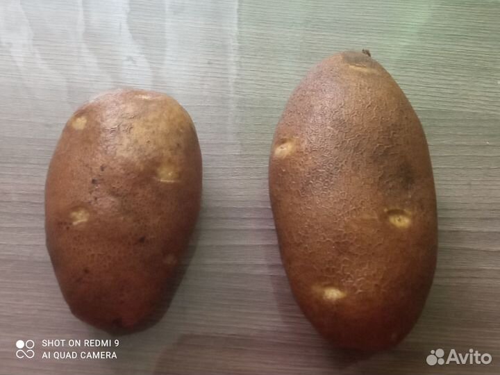 Картофель - новые,лучшие сорта почтой