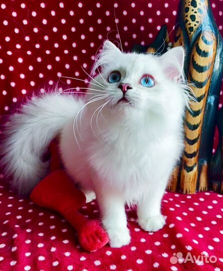 Роскошный голубоглазый красавец)