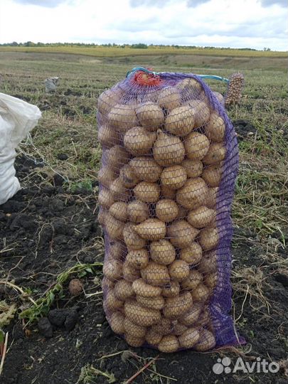 Крупный картофель