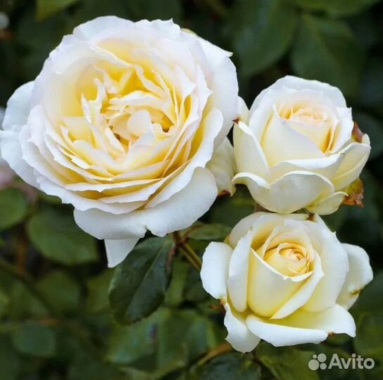 Роза чайно-гибридная Чайковский