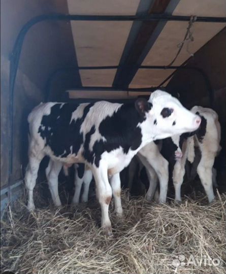 Бычки и телята