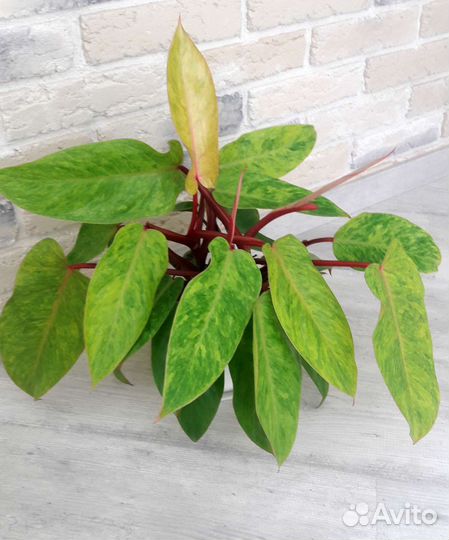 Филодендроны 2