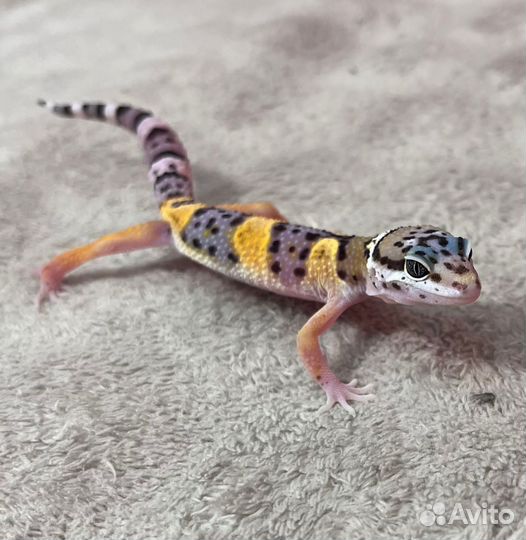 Геккон эублефар