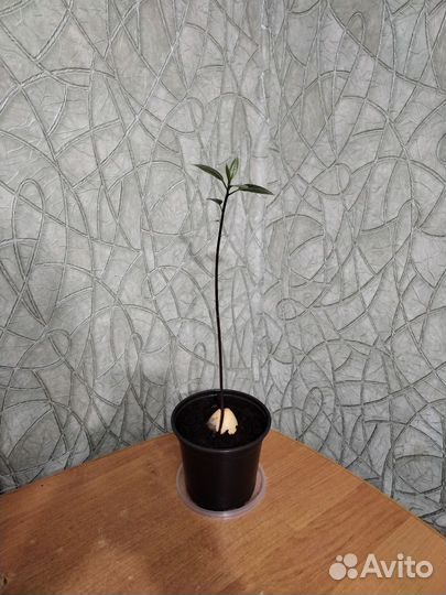 Авокадо саженец