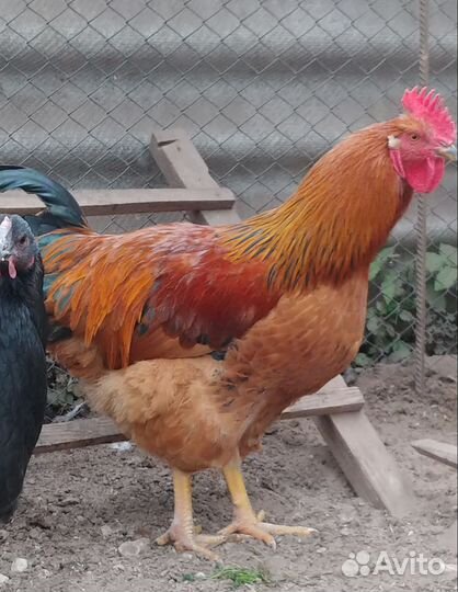 Петух 6 мес