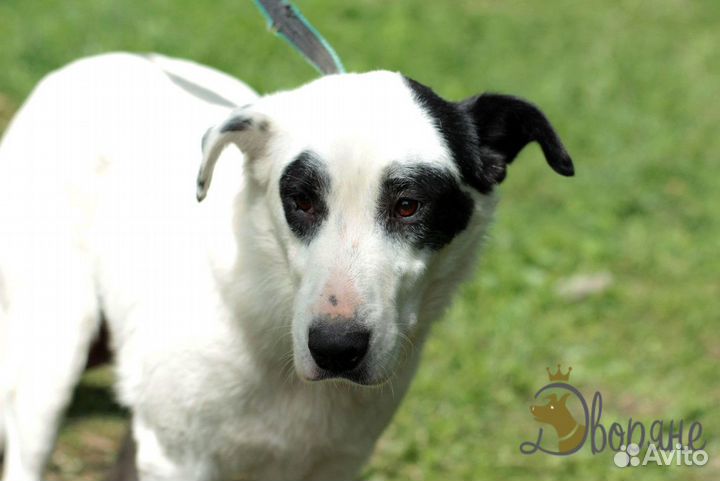 Доброжелательный и чудесный пес Аркадий