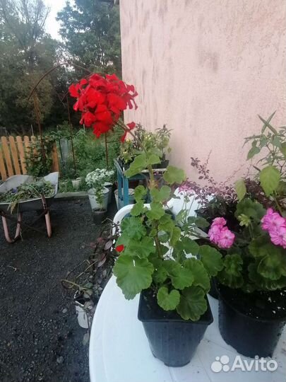 Герань пеларгония