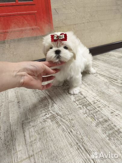 Мальтезе Корея девочка