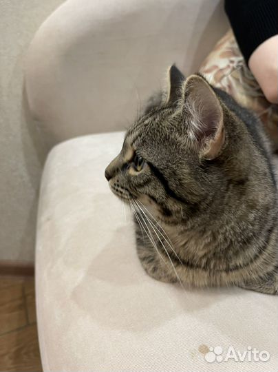 В добрые руки