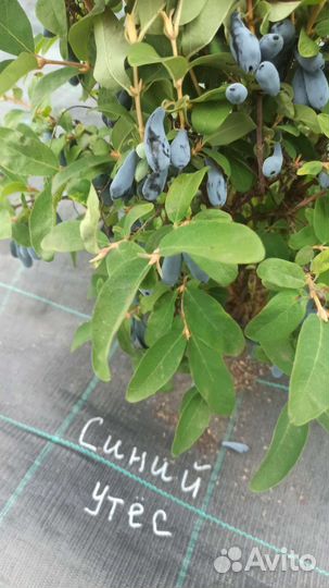 Жимолость саженцы. Ирга