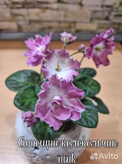 Фиалки сортовые