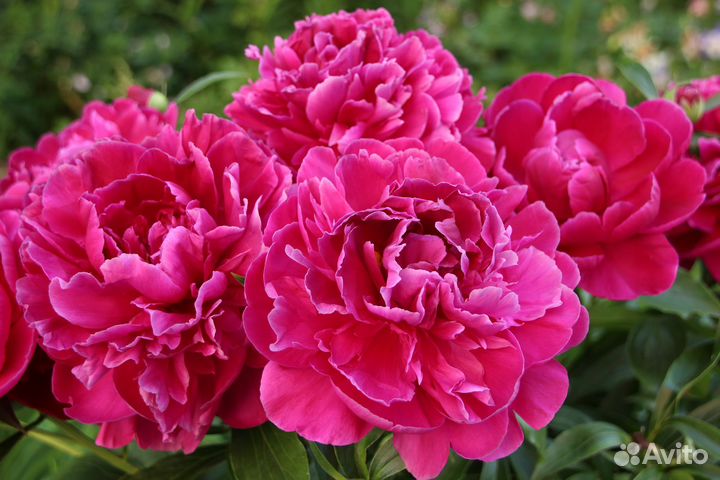 Корни, деленки пиона 