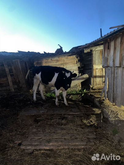 Телка стельная 1 год 10 месяцев