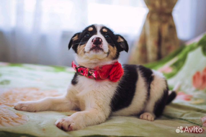 Привитые малыши дворняжки