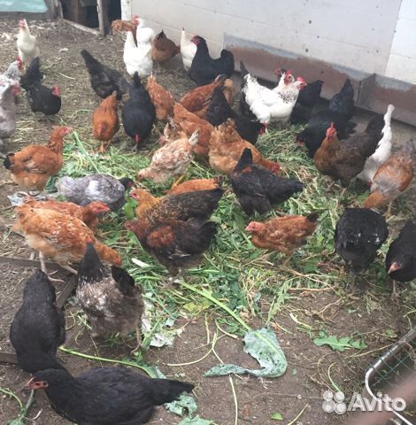 Продам курочек и петушков