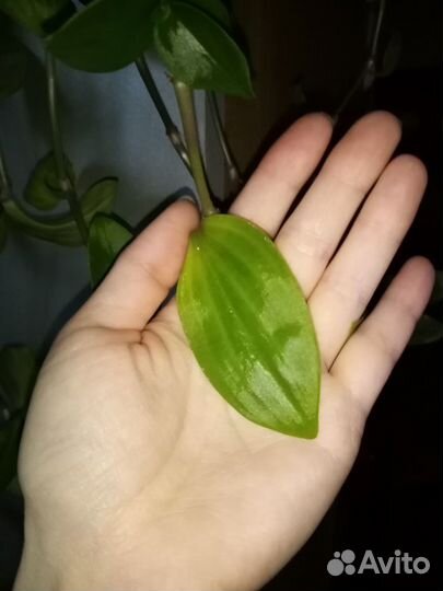 Традесканция 1,5м вьющиеся растения