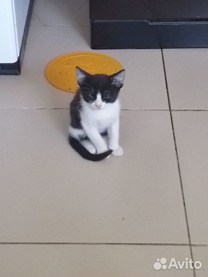 Коты-мышеловы.Лютые страшители домашних грызунов