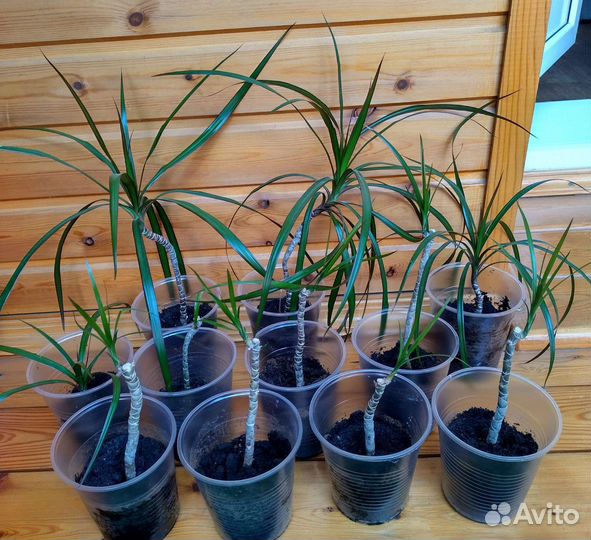 Пальма драцена