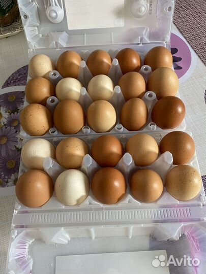 Домашние куриные яйца