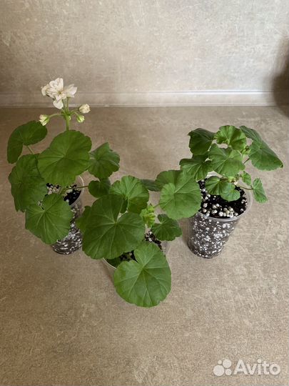 Пеларгония сортовая