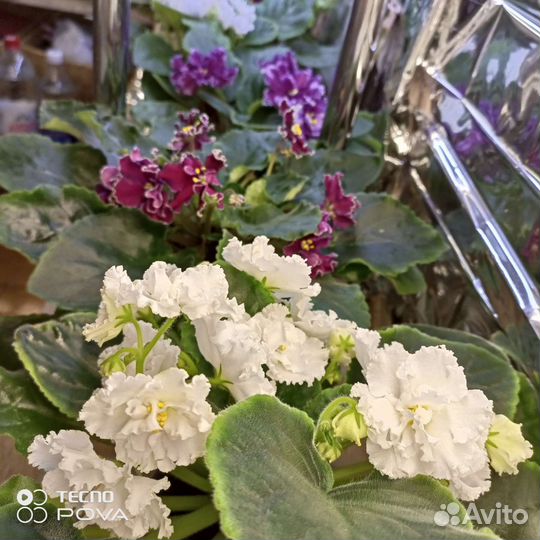 Фиалка ав Сердце Матери