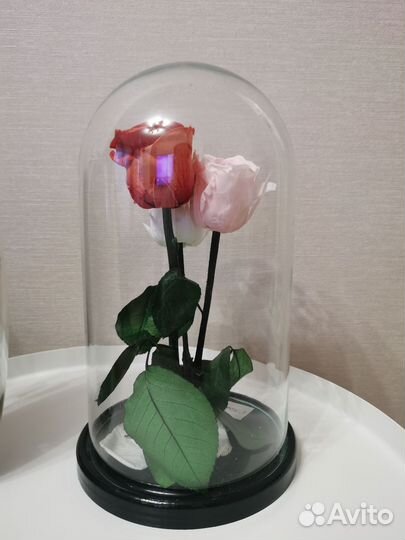 Стабилизированные розы