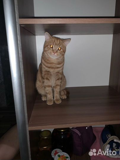 Коты бесплатно