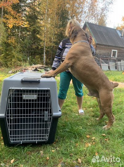 Аренда переноски iata